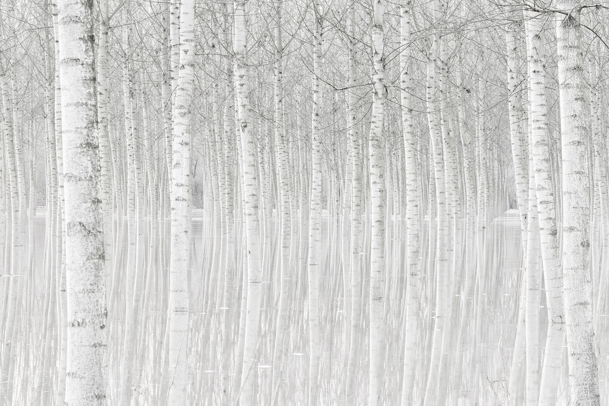 canvas-print-trees
