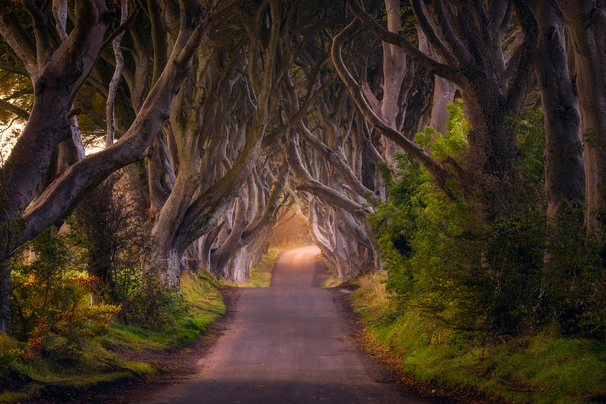 3-piece-aluminium-print-the-glowing-hedges