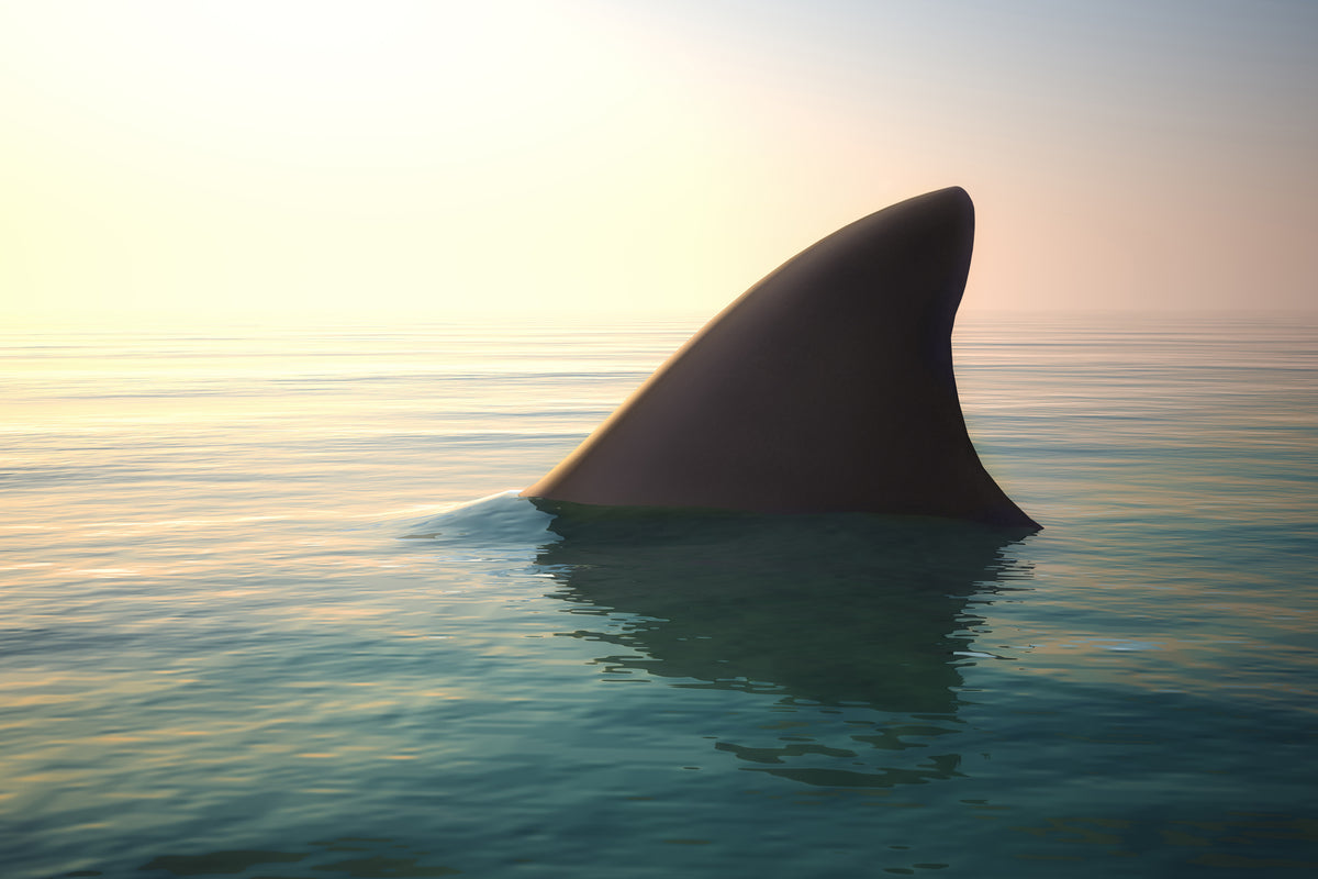 3-piece-aluminium-print-shark-fin