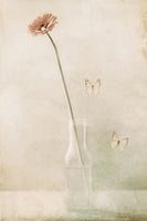 poster-print-miss-daisy