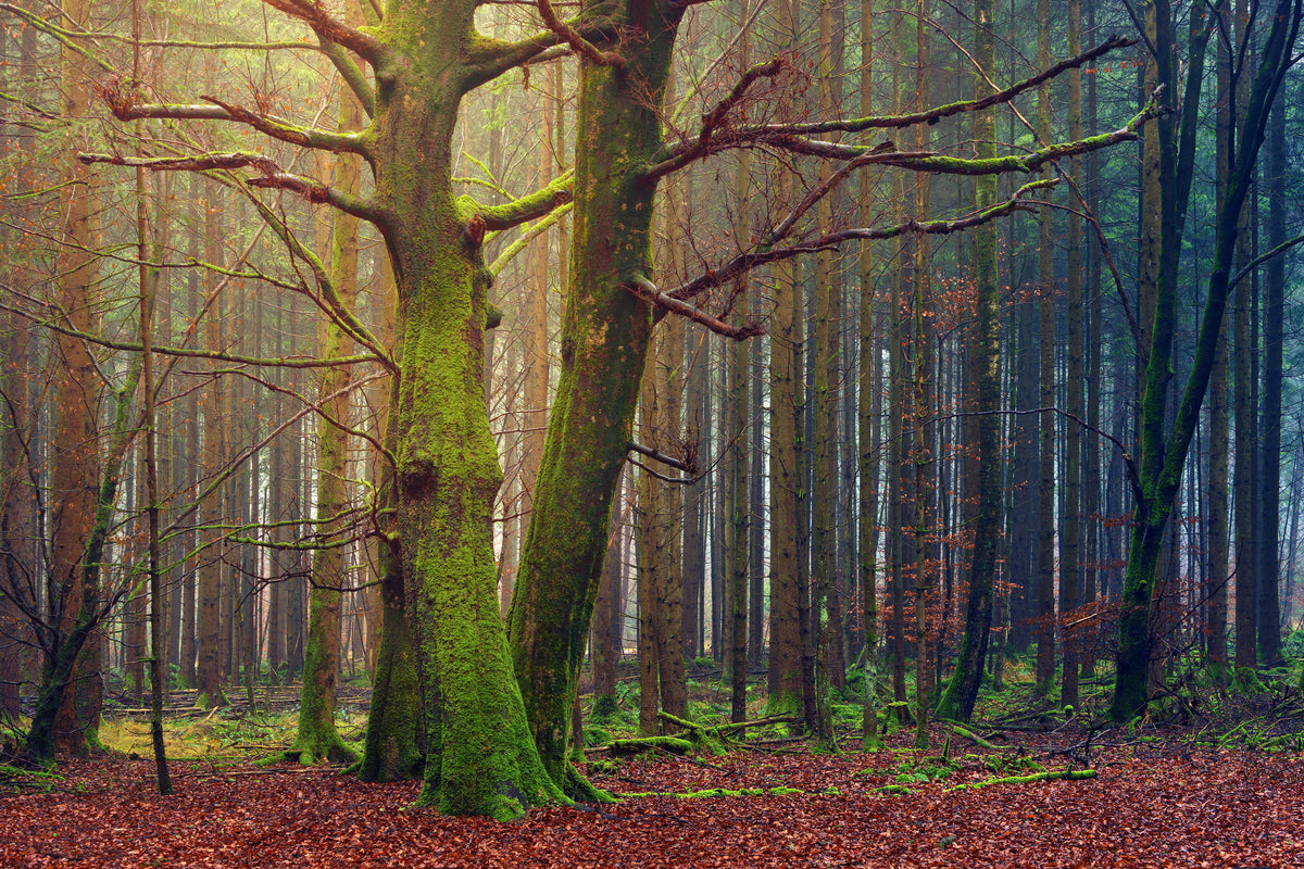modern-3-piece-acrylic-print-alone-in-the-woods