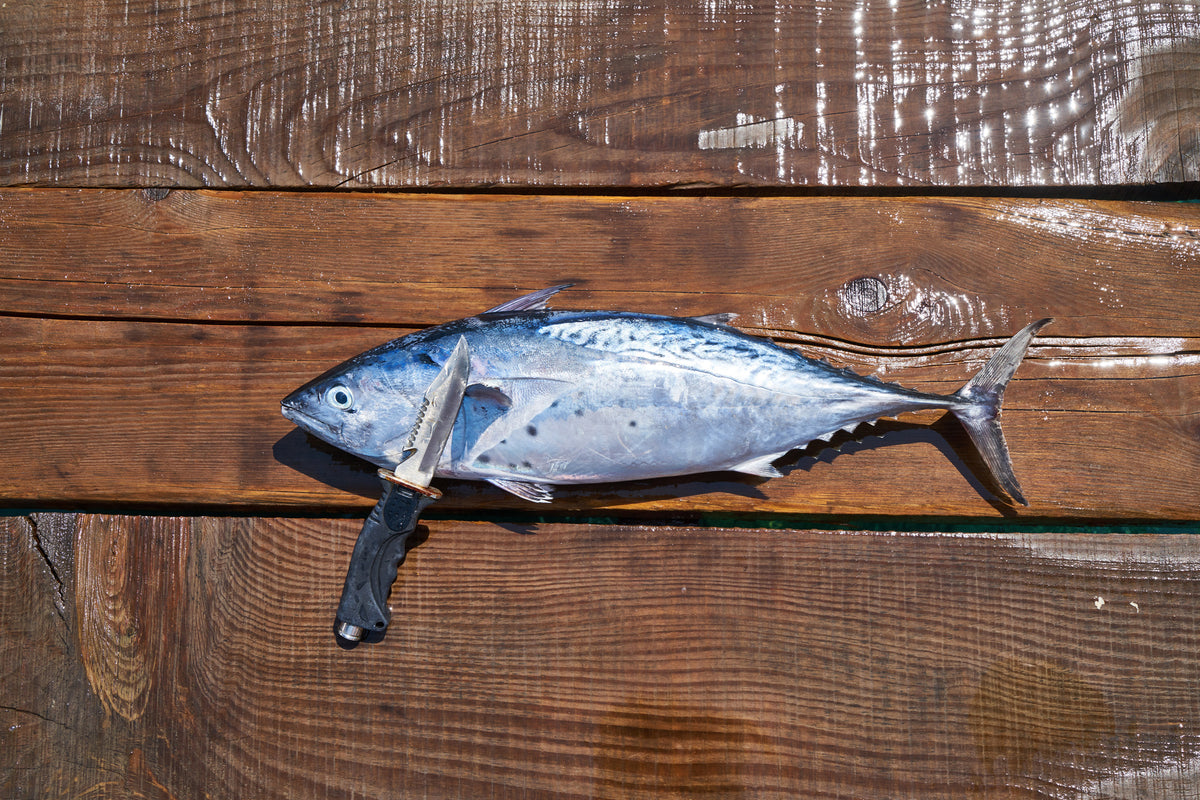 framedcanvas-print-the-fresh-fish