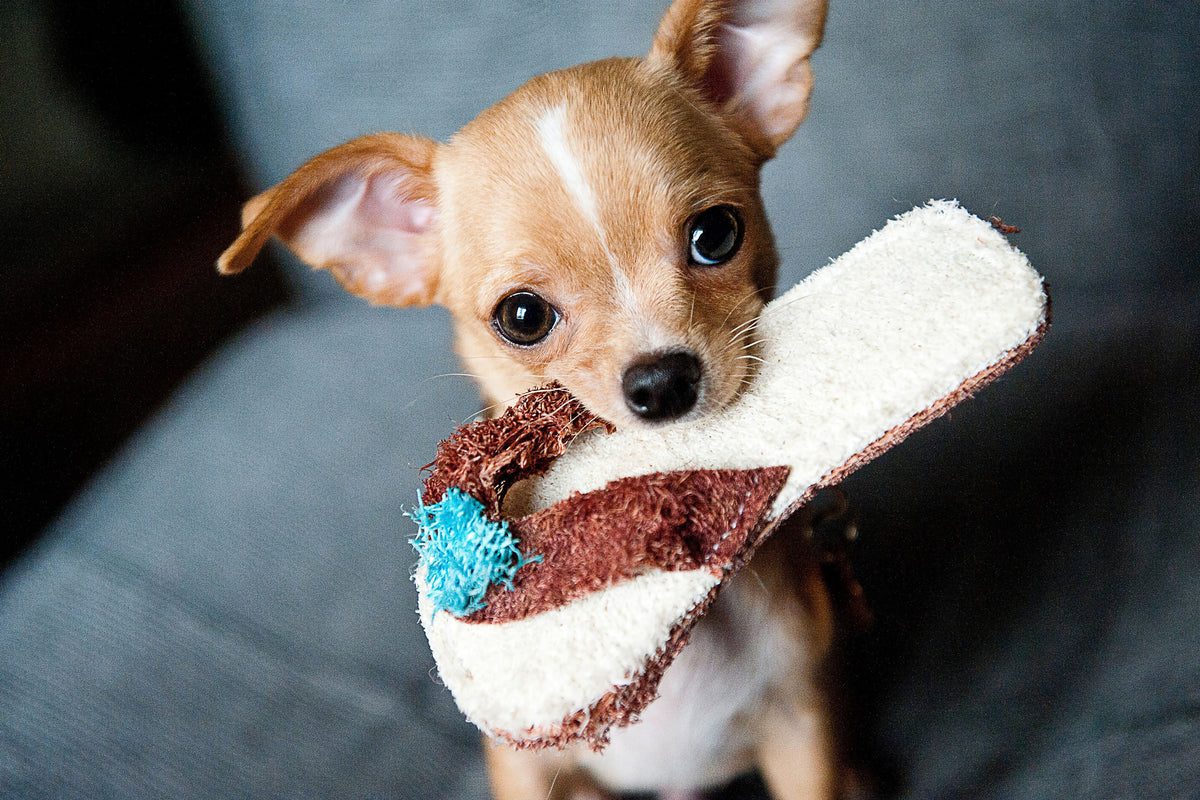 framedposter-print-obedient-chihuahua