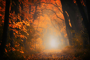 modern-3-piece-aluminium-print-autumn-light-in-the-forest