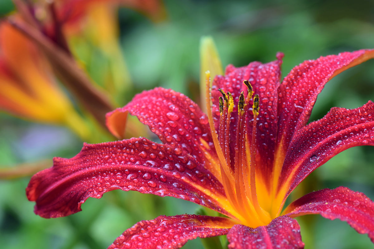 3-piece-acrylic-print-lily-flower-in-pink-xl