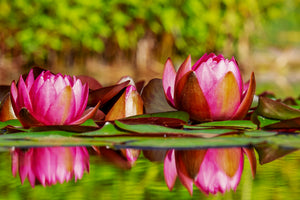 aluminium-print-red-water-lily-trio