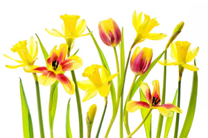 aluminium-print-vibrant-spring-x