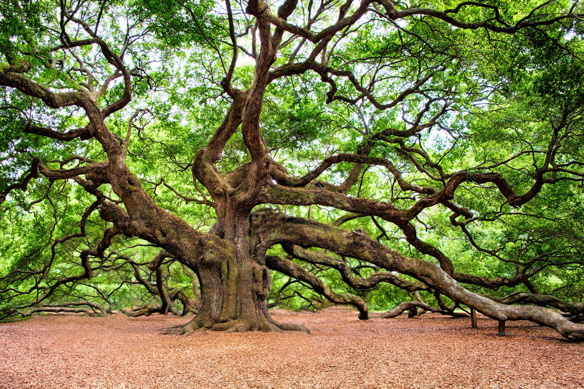 3-piece-aluminium-print-the-oak
