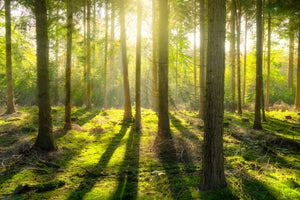 3-piece-canvas-print-in-the-middle-of-the-woods