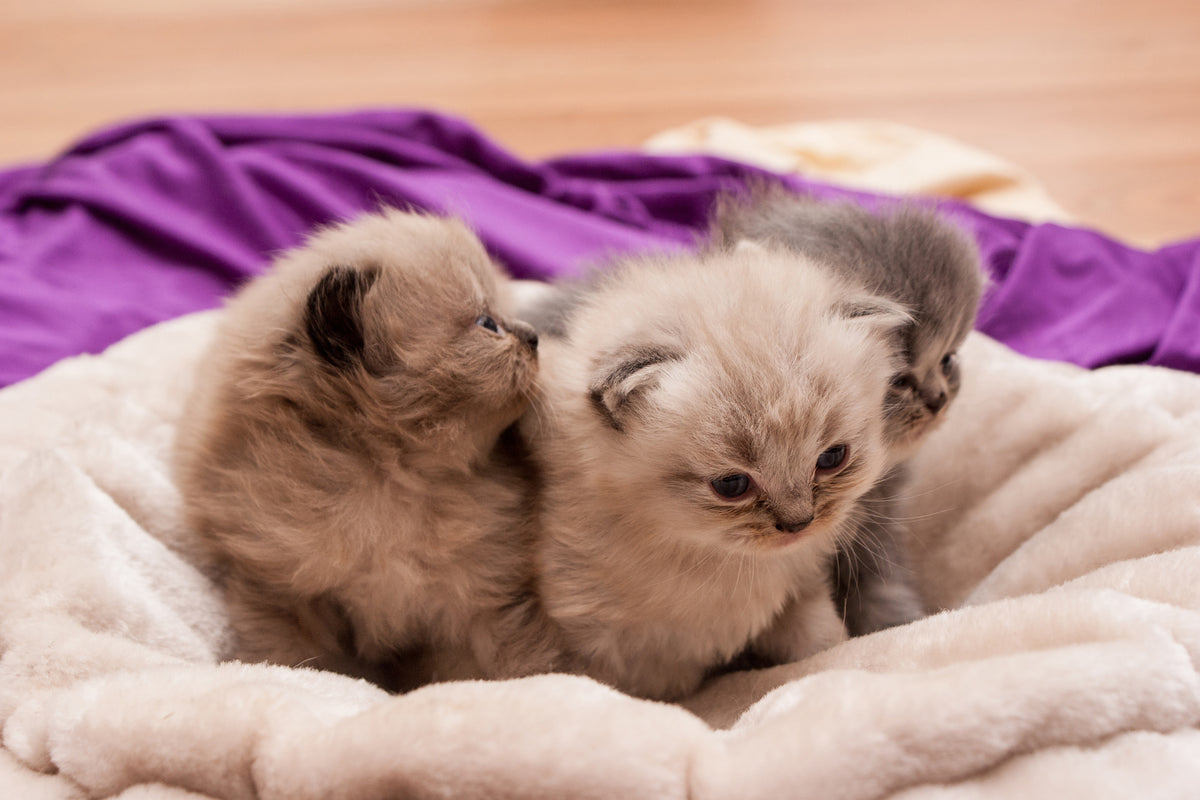 aluminium-print-kitten-trio-to-fall-in-love