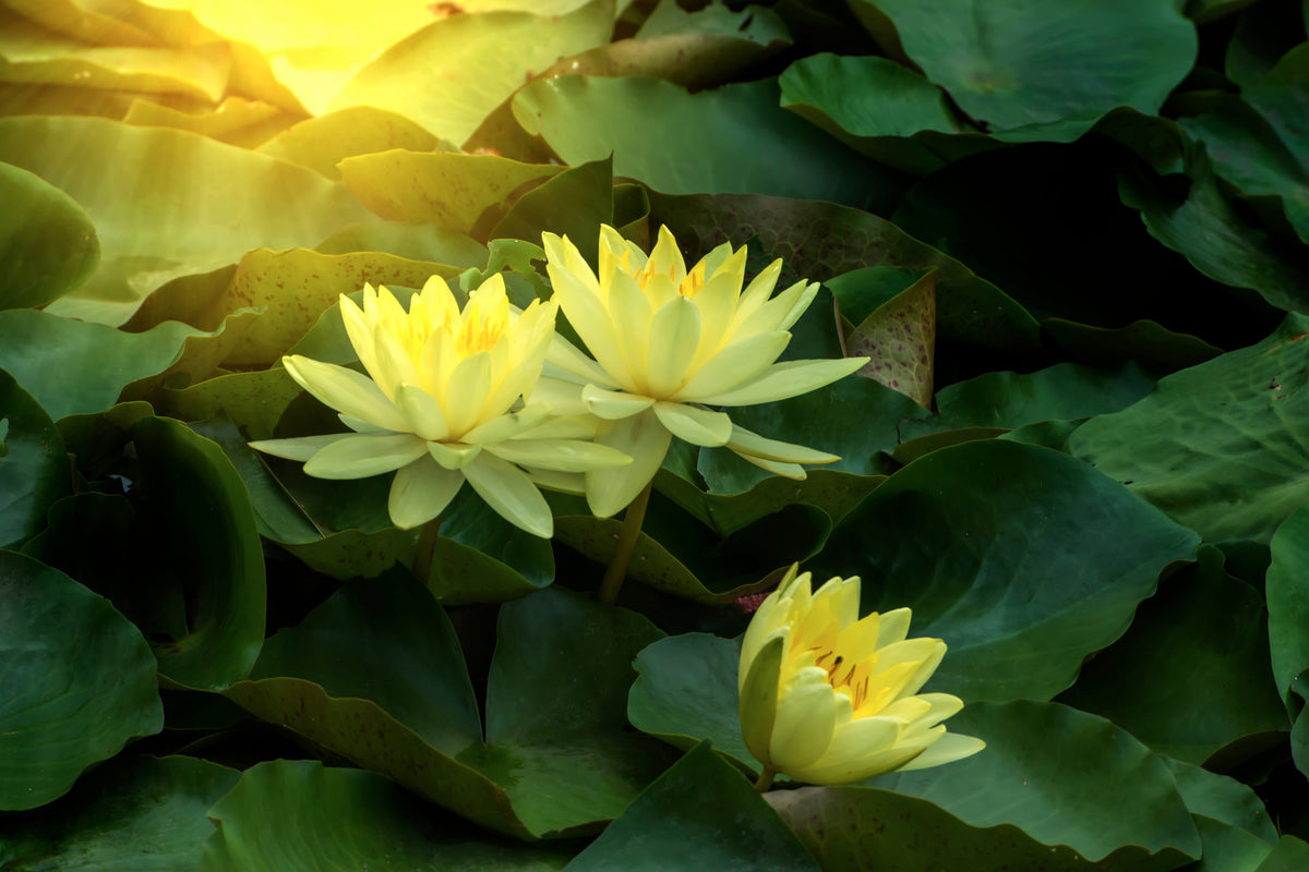 3-piece-aluminium-print-wild-lotus