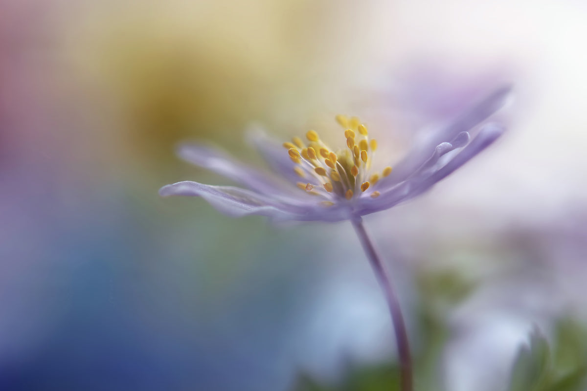 3-piece-aluminium-print-springtime-watercolor