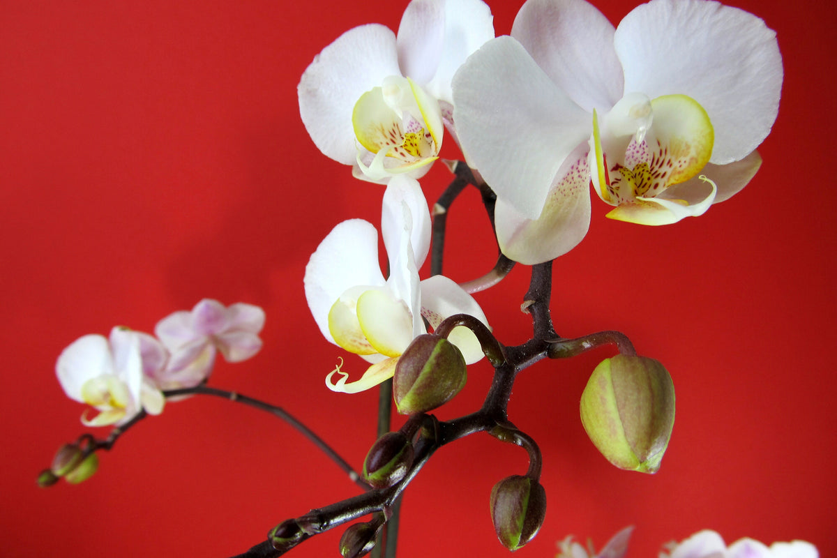 acrylic-print-white-orchids-on-red-wall