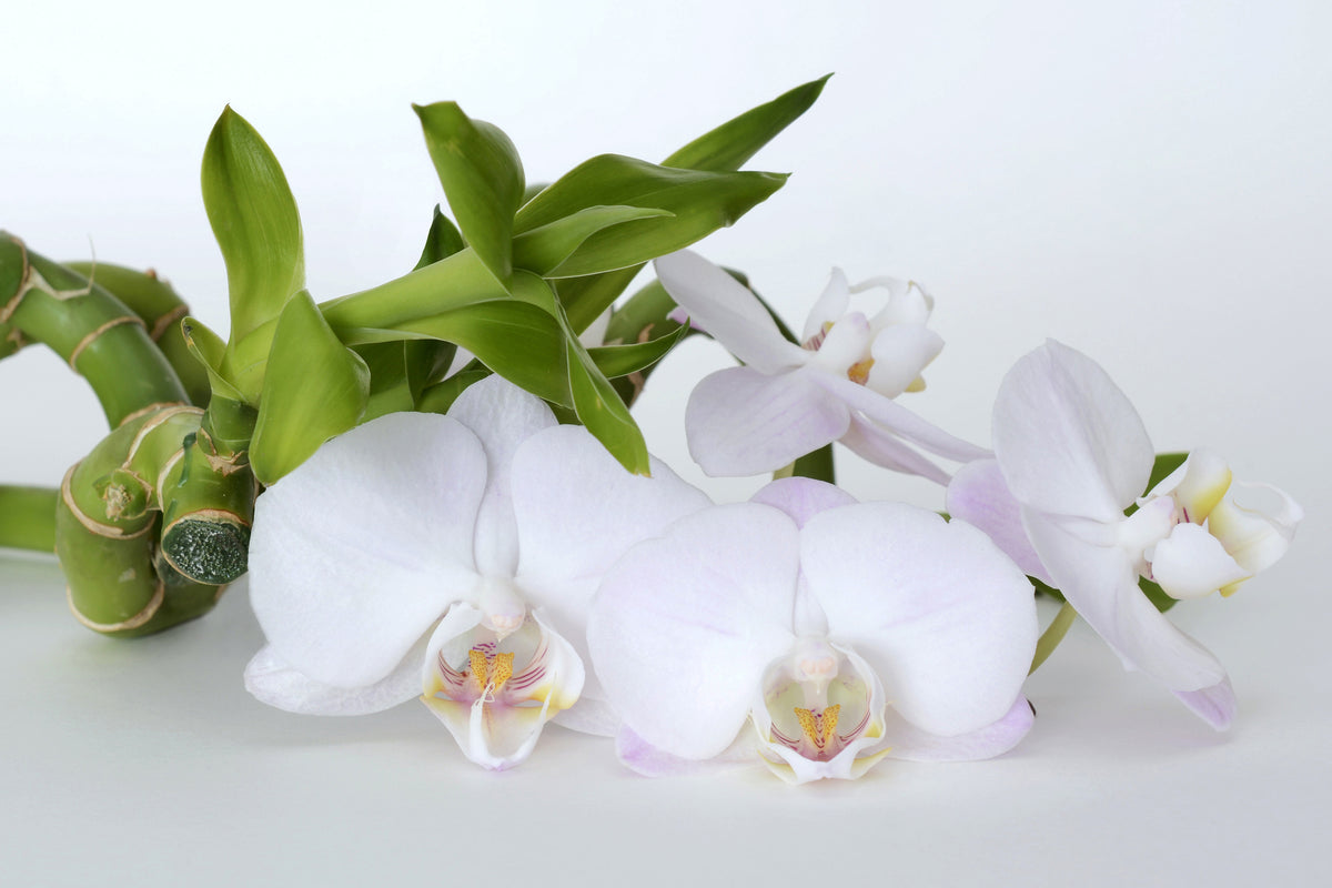 acrylic-print-orchid-and-bamboo
