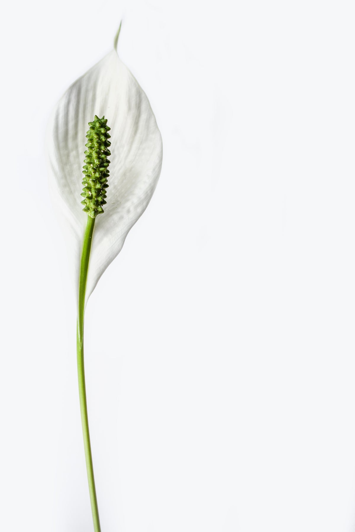 canvas-print-the-peace-lily