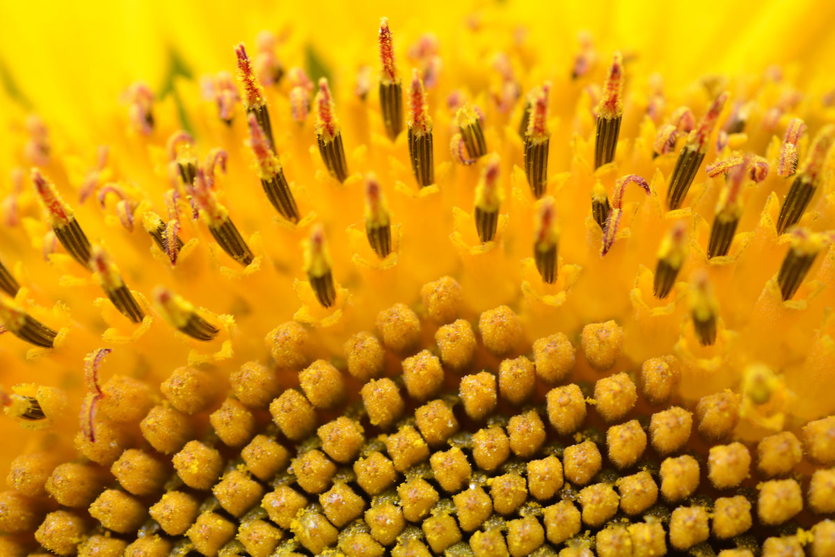 3-piece-aluminium-print-the-buds-of-the-sunflower-in-xxl