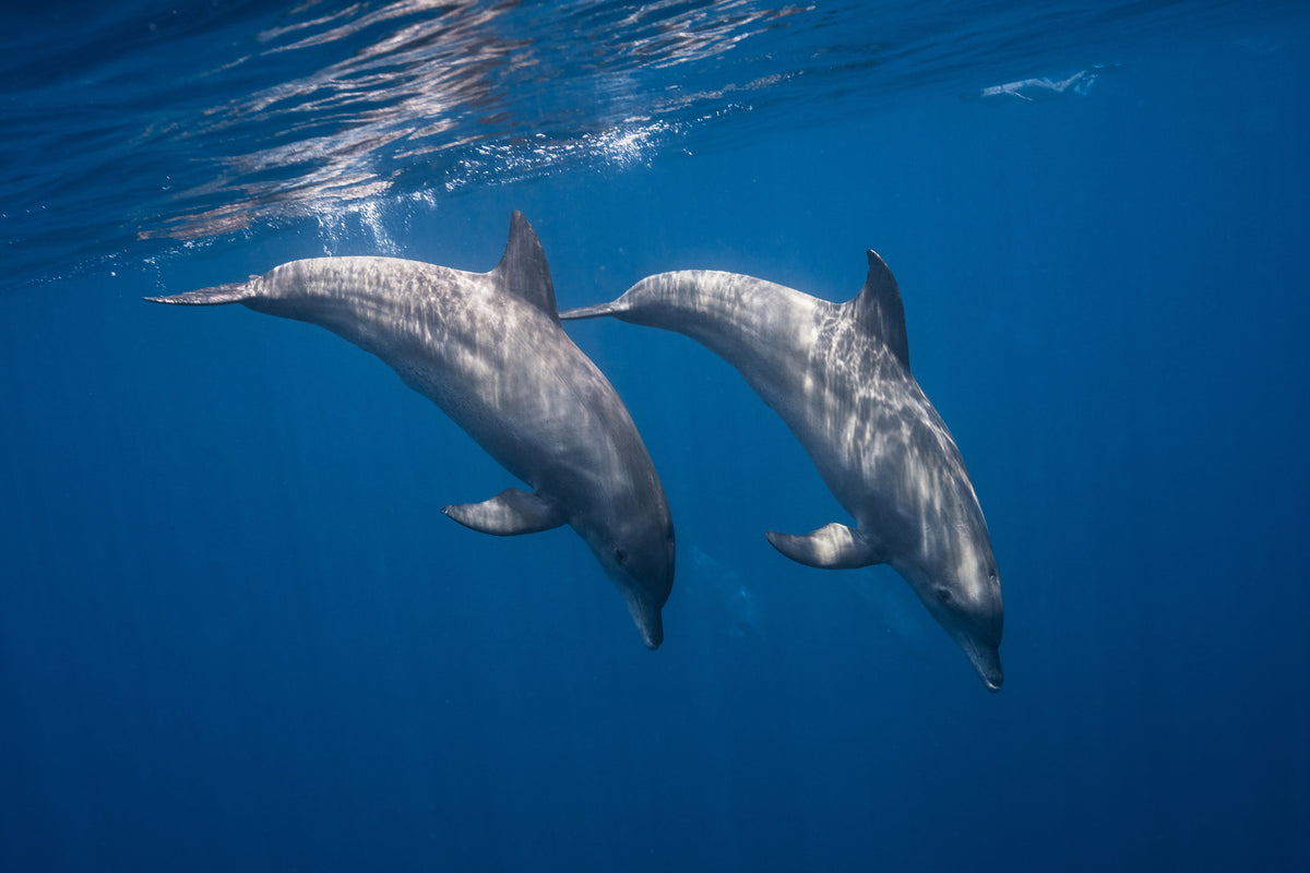 3-piece-aluminium-print-two-bottlenose-dolphins