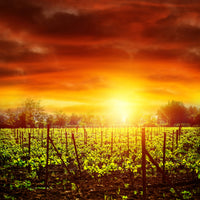 aluminium-print-the-vineyard-at-sunset