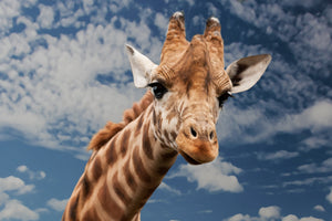 3-piece-aluminium-print-attention-giraffe