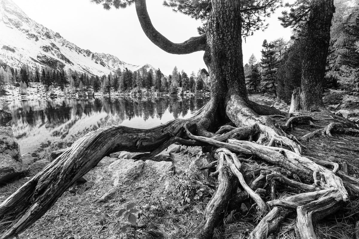 poster-print-old-tree