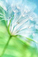 aluminium-print-macro-dandelion
