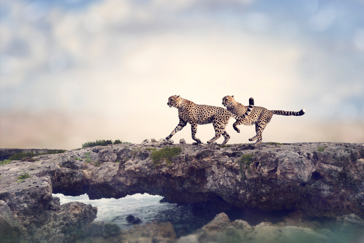 3-piece-acrylic-print-two-cheetahs