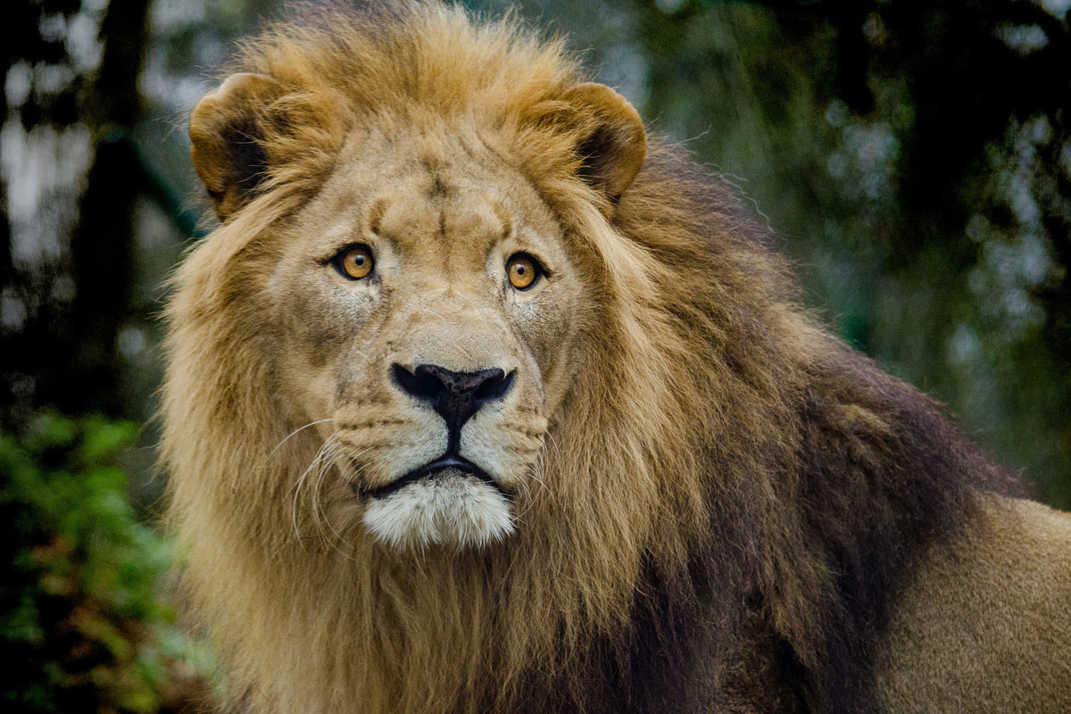 3-piece-aluminium-print-king-of-wildlife