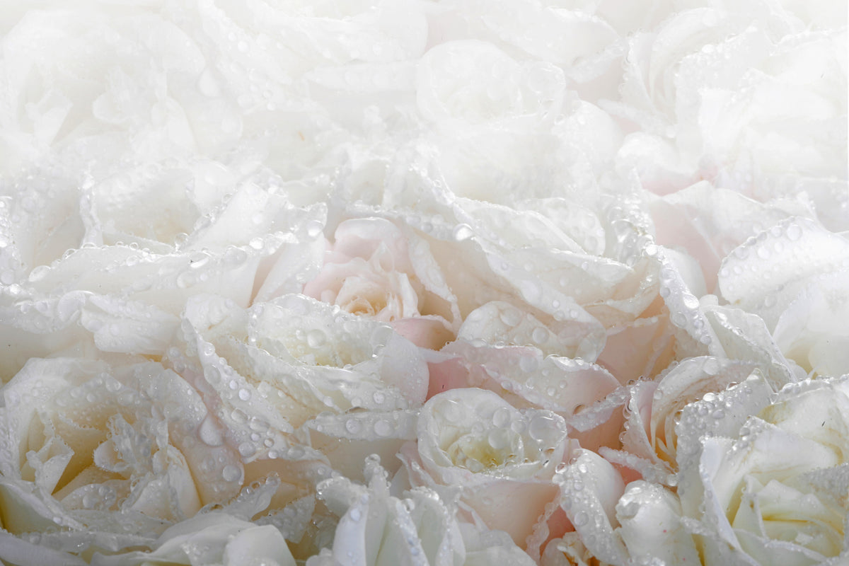 acrylic-print-white-roses-in-the-morning-dew