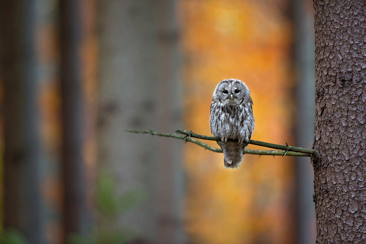 canvas-print-tawny-owl-x