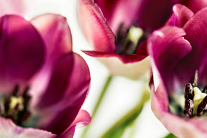 modern-3-piece-aluminium-print-tulip-iv