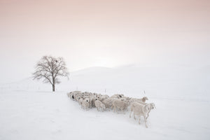 acrylic-print-flock-looking-for-food-x