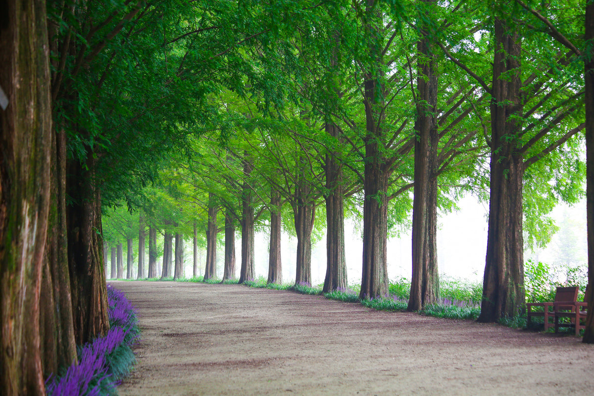 framedcanvas-print-beautiful-tree-avenue