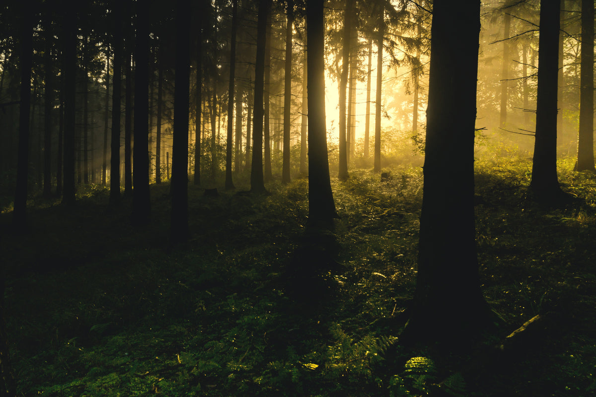 framedposter-print-sunset-in-the-forest