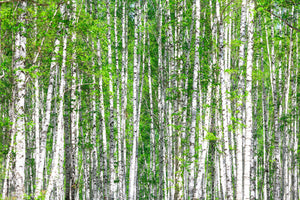 modern-3-piece-aluminium-print-the-birch-forest