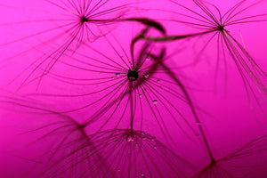 3-piece-acrylic-print-dandelion-in-pink