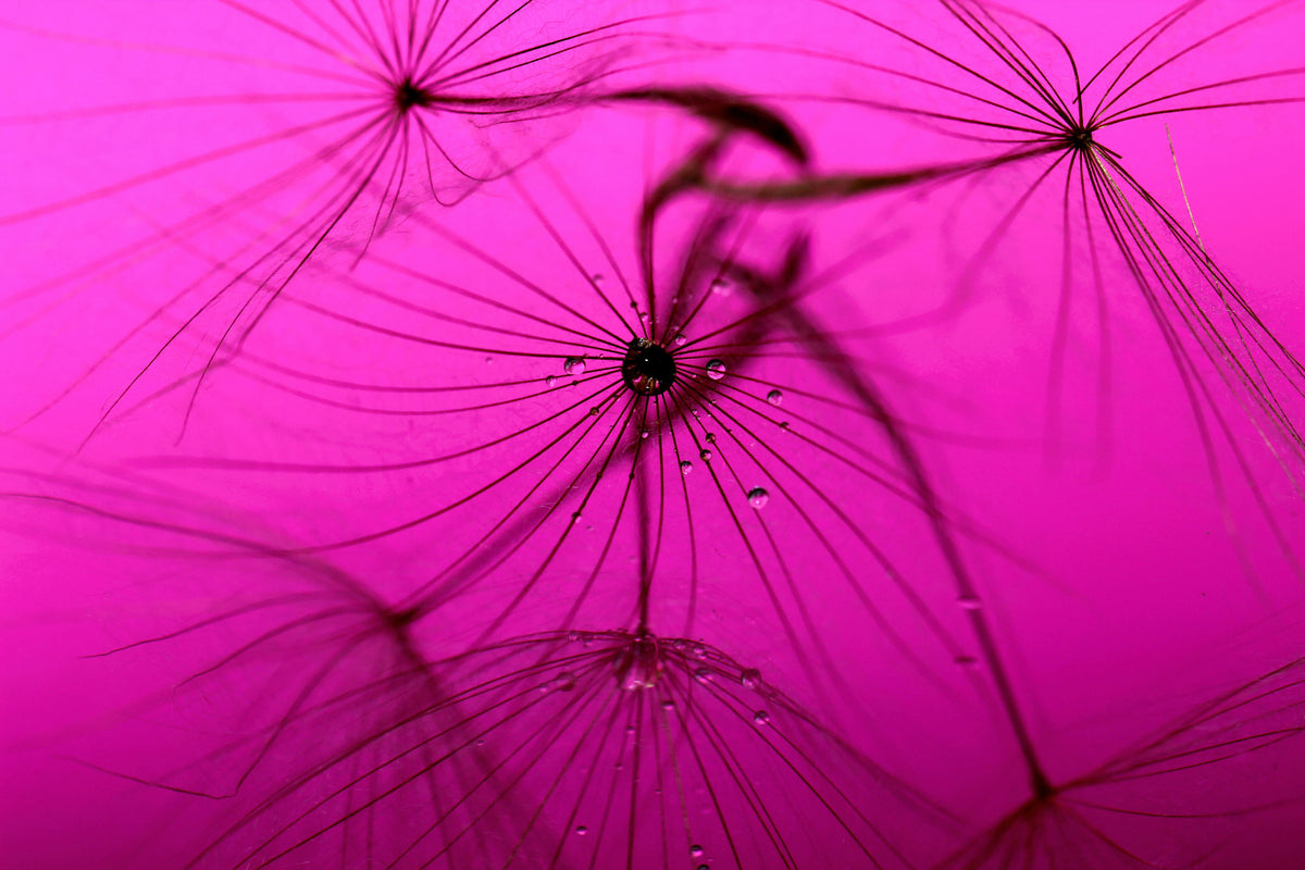 3-piece-acrylic-print-dandelion-in-pink