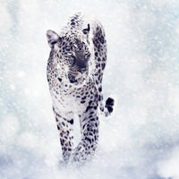 canvas-print-photo-wallaper-the-leopard