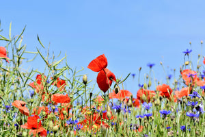 aluminium-print-the-poppy-in-the-flower-meadow