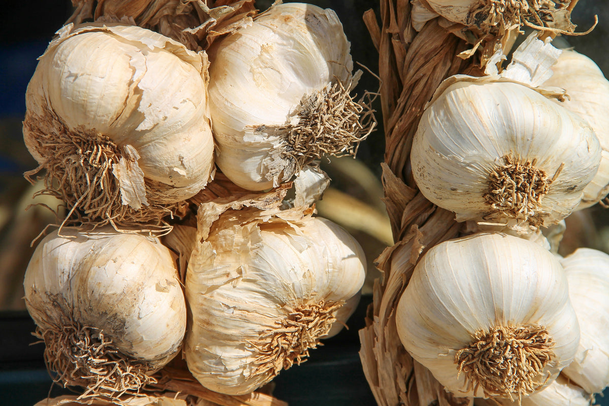 framedcanvas-print-the-garlic-xl
