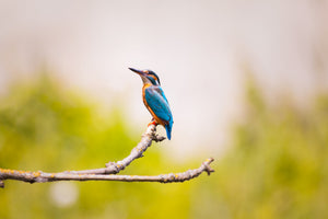 framedposter-print-the-kingfisher