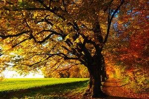 3-piece-aluminium-print-trees-in-the-autumn