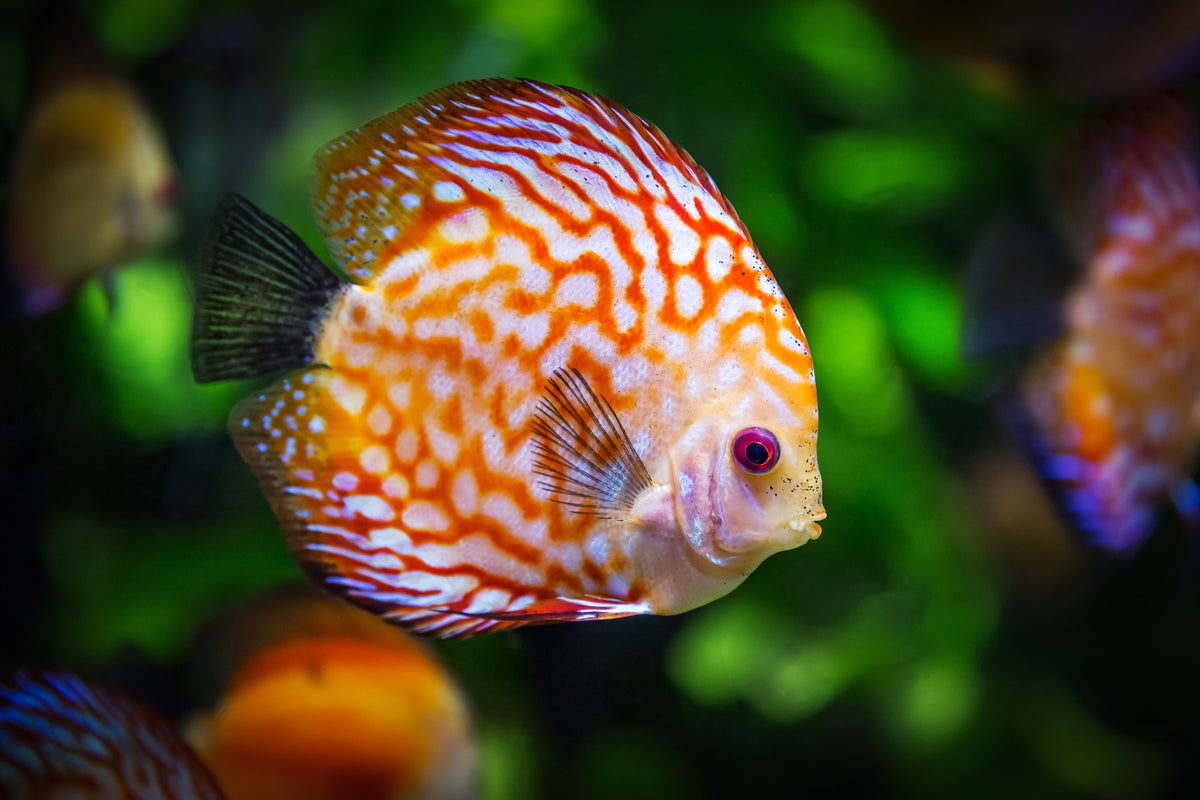 poster-print-the-discus-fish