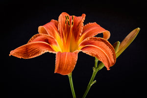 3-piece-acrylic-print-a-lily-flower-in-orange