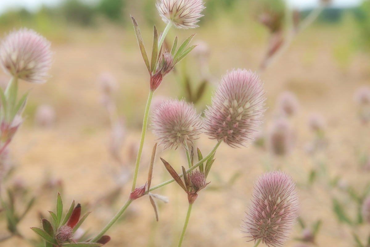 framedposter-print-delicate-flowers