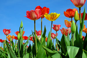 3-piece-aluminium-print-wild-tulips