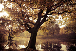 framedcanvas-print-landscape-park