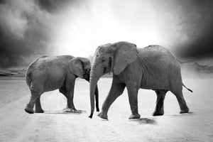 poster-print-2-elephants-sw