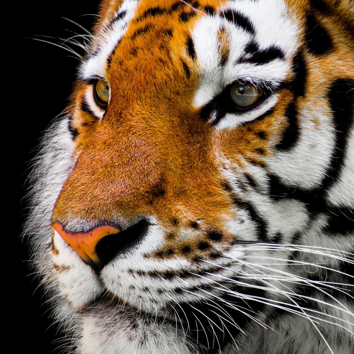 9-piece-canvas-print-close-up-tiger-head