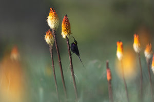 framedposter-print-tacazze-sunbird-x