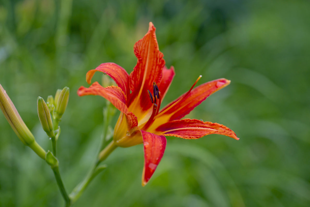 3-piece-aluminium-print-lily-blossom-in-the-nature